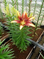 [5035 Tiny Sensation No02.JPG]